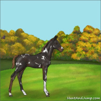 Horse Color:White Spotted Liver Chestnut Tobiano 