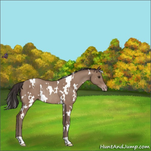 Horse Color:White Spotted Classic Champagne Rabicano