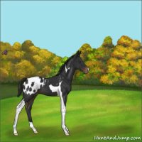 Horse Color:Liver Chestnut Tobiano Appaloosa 