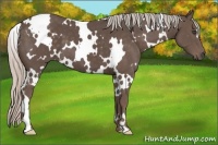Horse Color:White Spotted Silver Black Frame 