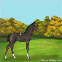 Horse Color:Liver Chestnut Tobiano 