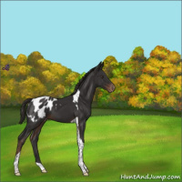 Horse Color:Liver Chestnut Tobiano Appaloosa 