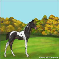 Horse Color:Liver Chestnut Tobiano 