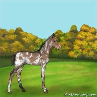 Horse Color:White Spotted Liver Red Dun