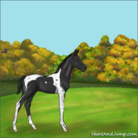 Horse Color:Liver Chestnut Tobiano 