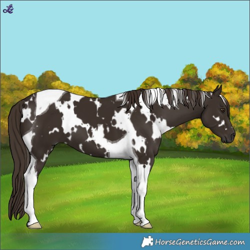Horse Color:White Spotted Liver Chestnut Tobiano 