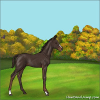 Horse Color:Liver Chestnut Sabino Rabicano