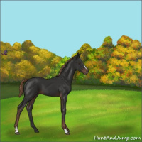 Horse Color:Liver Chestnut Sabino
