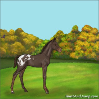 Horse Color:Liver Red Roan Appaloosa Rabicano
