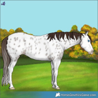 Horse Color:Liver Red Roan Splash Appaloosa