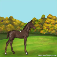 Horse Color:Liver Chestnut Tobiano 
