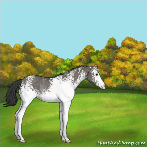 Horse Color:White Spotted Grullo Rabicano 