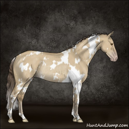 Horse Color:White Spotted Classic Cream Champagne Dun Rabicano