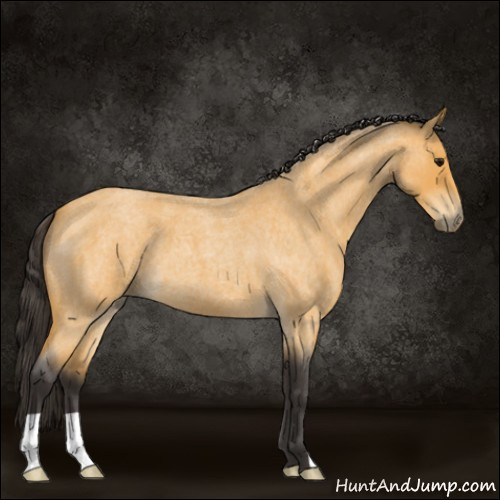Horse Color:Buckskin Roan 
