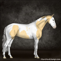 Horse Color:Buckskin Roan Splash Tobiano Rabicano 