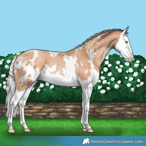 Horse Color:White Spotted Silver Classic Champagne Splash Rabicano 