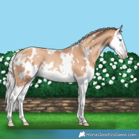 Horse Color:White Spotted Silver Classic Champagne Splash Rabicano 