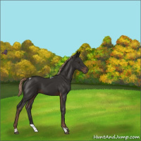 Horse Color:Liver Chestnut Tobiano 