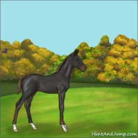 Horse Color:Liver Red Roan 