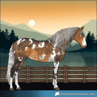 Horse Color:White Spotted Silver Buckskin 