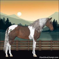 Horse Color:Silver Black Tobiano
