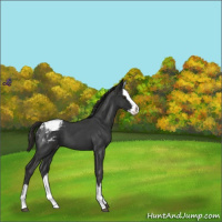 Horse Color:Liver Red Roan Splash Appaloosa 