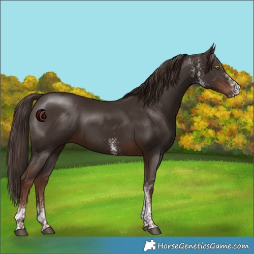 Horse Color:White Spotted Liver Chestnut 