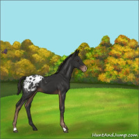 Horse Color:Liver Chestnut Appaloosa 