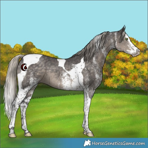 Horse Color:White Spotted Silver Smoky Black Splash Tobiano 