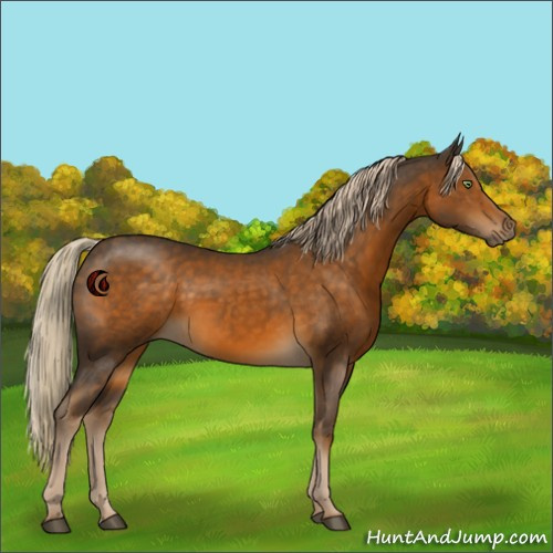 Horse Color:Chocolate Palomino 