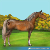 Horse Color:Chocolate Palomino Sabino Tobiano Rabicano