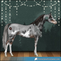 Horse Color:White Spotted Liver Chestnut Splash Frame 