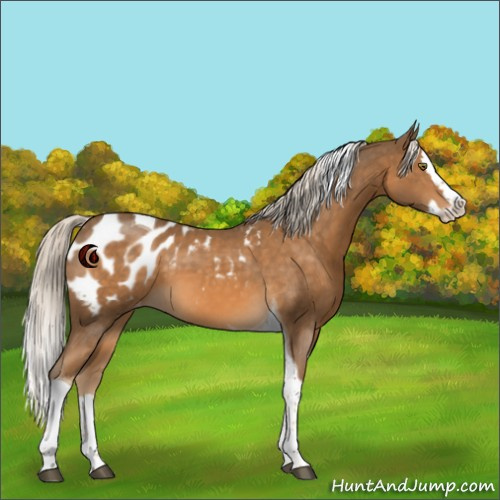 Horse Color:Chocolate Palomino Splash Tobiano Appaloosa 