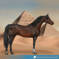 Horse Color:White Spotted Liver Chestnut Tobiano 