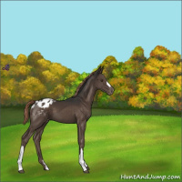 Horse Color:Liver Chestnut Appaloosa 