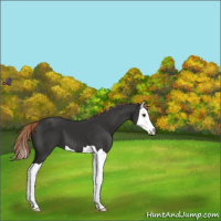 Horse Color:Liver Chestnut Splash 
