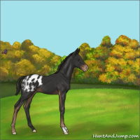 Horse Color:Liver Chestnut Appaloosa 