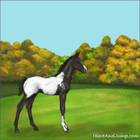 Horse Color:Liver Chestnut Snowcap 