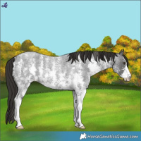 Horse Color:Liver Red Roan Sabino Varnish 