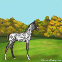 Horse Color:Liver Red Roan Near Leopard