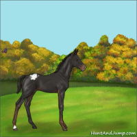 Horse Color:Liver Chestnut Blanket 
