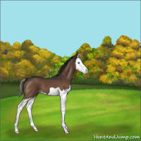 Horse Color:Liver Chestnut Splash 