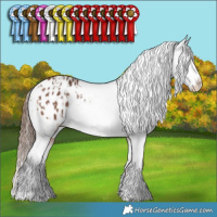 Horse Color:Bay Appaloosa  and Bay Appaloosa 