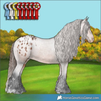 Horse Color:Bay Appaloosa  and Bay Appaloosa 