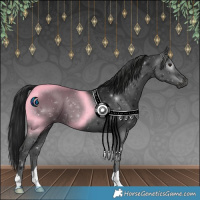 Horse Color:Gray Black 