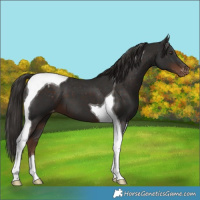 Horse Color:Liver Chestnut Tobiano Blanket 