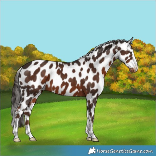 Horse Color:Liver Chestnut Appaloosa 