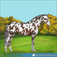 Horse Color:Liver Chestnut Appaloosa 