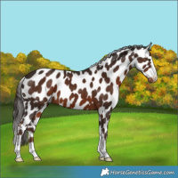 Horse Color:Liver Chestnut Near Leopard 