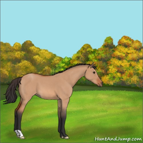 Horse Color:Brown Roan Dun 